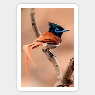 Paradise Flycatcher, South Africa Sticker